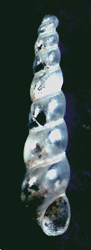 Ebala da identificare